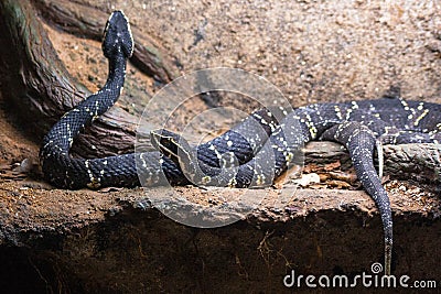 Agkistrodon bilineatus Stock Photo