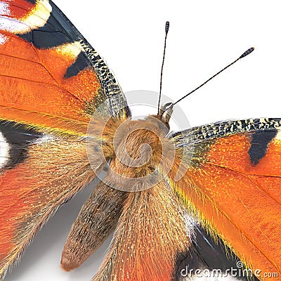 Aglais or European Peacock Butterfly with Fur Isolated 3D Illustration Stock Photo