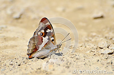 Aglais iris (Purple Emperor) butterfly Stock Photo