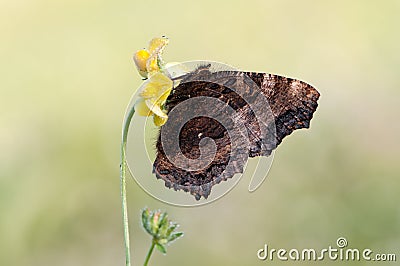 Aglais urticae butterfly dark brown on a forest plant Stock Photo