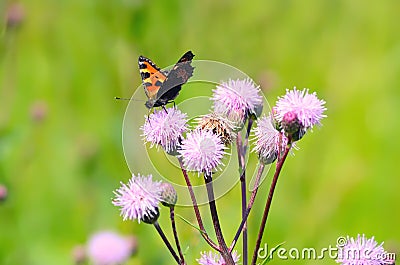 Aglais urticae butterfly on flowers Stock Photo