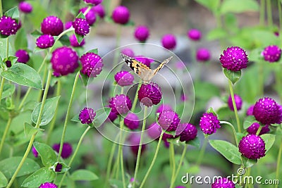 Aglais urticae is a butterfly on the violet Gomphrena flower Stock Photo