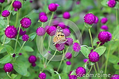 Aglais urticae is a butterfly on the violet Gomphrena flower Stock Photo