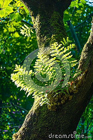 Closeup to Green leaves of Dendrobium fern growing on trees in summer Stock Photo