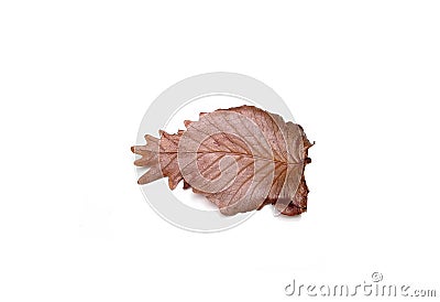 Aglaomorpha quercifolia (the oakleaf fern) dried leaf isolated on white background Stock Photo