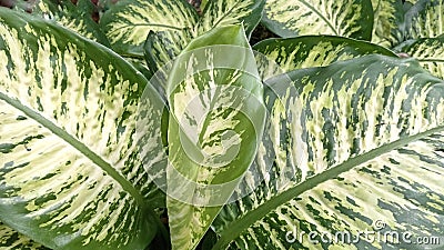 Aglaonema araceae fresh green leaves suitable for background Stock Photo