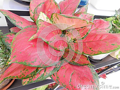 Aglaonema Commutatum Schott (Chinese Evergreen) Araceae plants on display Stock Photo