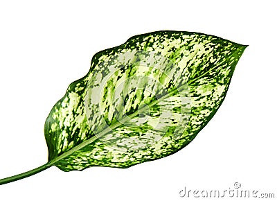 Aglaonema foliage, Spring Snow Chinese Evergreen, Exotic tropical leaf, isolated on white background with clipping path Stock Photo