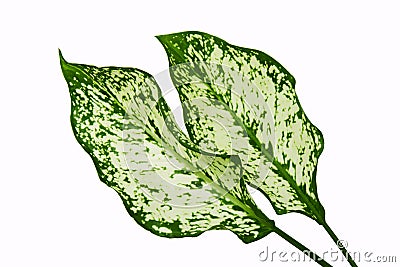 Aglaonema foliage, Spring Snow Chinese Evergreen, Exotic tropical leaf, isolated on white background with clipping path Stock Photo