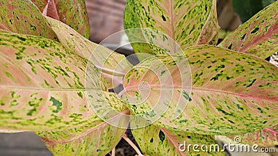 Aglaonema is a genus of flowering plants in the arum family, Araceae. They are native to tropical Stock Photo