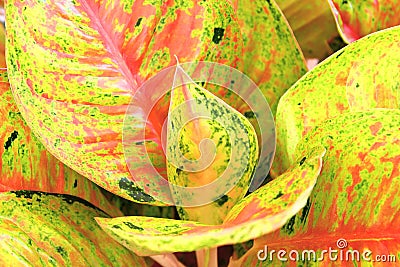 Aglaonema house plant colorful leaves in door Stock Photo