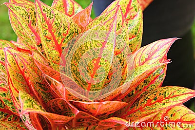 Aglaonema house plant colorful leaves in door Stock Photo