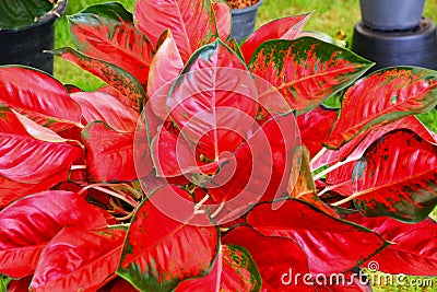 Aglaonema house plant colorful leaves in door Stock Photo