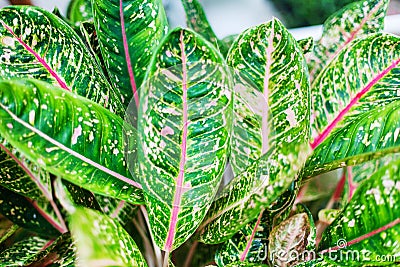 Aglaonema leaves Red Pride Sumatra, white pink green Dieffenbachia leaf, tropical pant foliage, codiaeum, croton, araceae Stock Photo