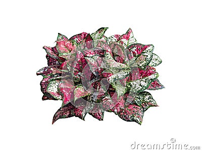 aglaonema leaves shrub a beautiful leafy potted plant red pink green and white color by isolated with clipping path Stock Photo