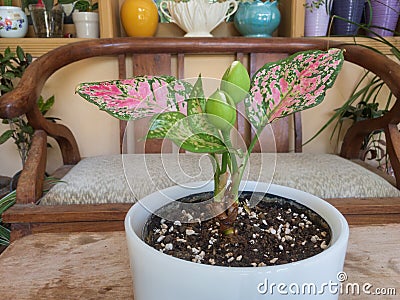 Aglaonema pink chinese evergreen plant with colorful pots in background Stock Photo
