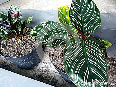 Aglaonema plant photos houseplants Calathea Ornata Stock Photo