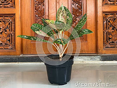 Aglaonema plants Chinese Evergreen are planted in black pots outdoors Stock Photo