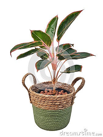 Aglaonema in a potted made from natural materials isolated on white background with copy space. ARACEAE. Stock Photo