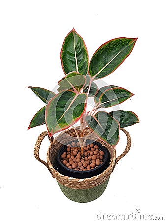 Aglaonema in a potted made from natural materials isolated on white background with copy space. ARACEAE. Stock Photo
