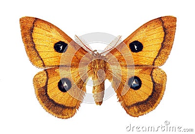 Aglia tau male on a white background. Tau emperor. Colorful orange night moth for design. Stock Photo