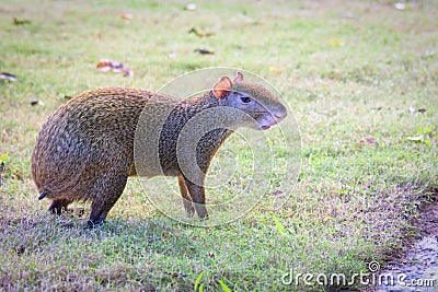 Agouti agoutis or Sereque rodent on green grass. Rodents of the Caribbean. Stock Photo