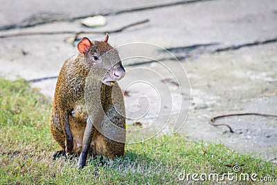 Agouti agoutis or Sereque rodent sitting on the grass. Rodents of the Caribbean. Stock Photo