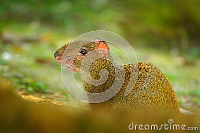 Agouti in the tropic forest. Animal in nature habitat, green jungle. Big wild mouse in green vegetation. Cute agouti, green grass. Stock Photo