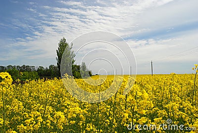 Agrarian blooming yellow field on a background of clouds Stock Photo