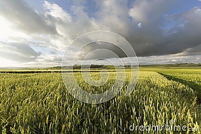 Agrarian field Stock Photo