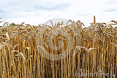 Agrarian industry. Harvest time. Fields of ripe wheat Stock Photo