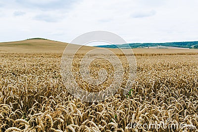 Agrarian industry. Harvest time. Fields of ripe wheat Stock Photo