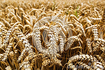 Agrarian industry. Harvest time. Fields of ripe wheat Stock Photo