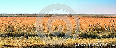 Agrarian landscape with field and yellow wheat Stock Photo