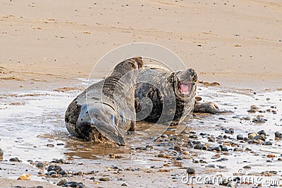 Agression amongst adult male grey seals, Halichoerus grypus, at the start of pup season, Horsey, Norfolk, UK Stock Photo