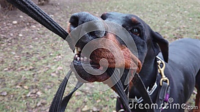 doberman pulling on leash