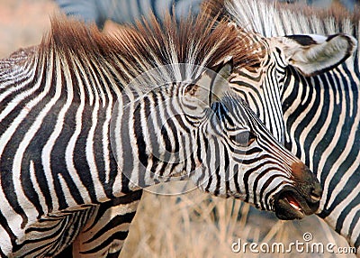 An agressive looking zebra with mouth open as if biting another zebra Stock Photo