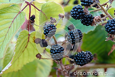 Agrestic blackberries growing on the bush in forest Stock Photo