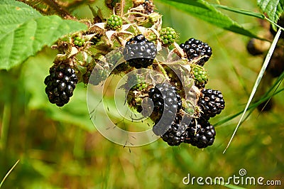 Agrestic blackberries Stock Photo