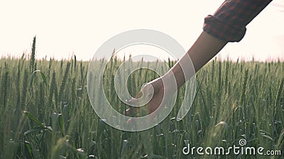 A agricultura, mão da menina do camponês toca nos spikelets ao andar no campo de grão verde contra o céu vídeos de arquivo A agricultura, mão da menina do camponês toca nos spikelets ao andar no campo de grão verde contra o céu vídeos de arquivo