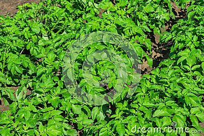 Agricultural activities. Green potato bushes close-up. Potato field Stock Photo