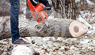 Agricultural activities - Man cutting trees with chainsaw Stock Photo