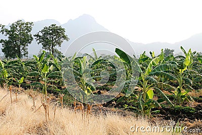 Agricultural area banana farmland, banana tree field, banana plantation Stock Photo
