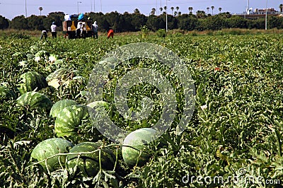 A agricultural artel on a watermelons's Stock Photo