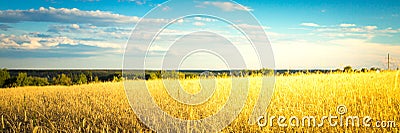 Agricultural background with ripe spikelets of rye. Stock Photo