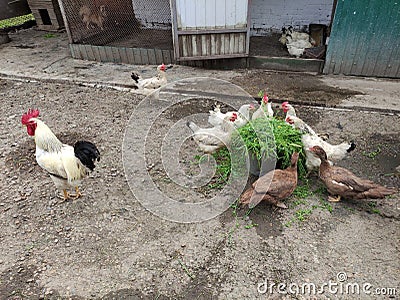 Agricultural birds - rooster, hens and ducks in a farm yard Stock Photo