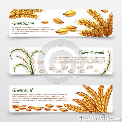 Agricultural cereals banners template. Realistic grains and ears of rice, wheat, barley isolated on white background Vector Illustration