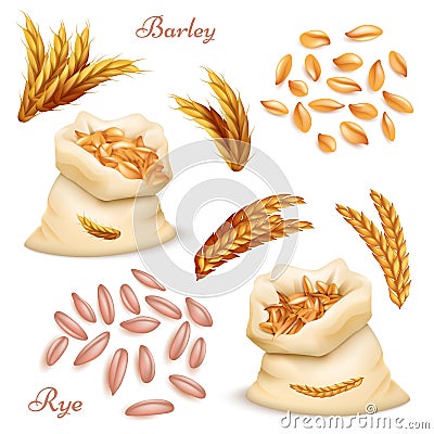 Agricultural cereals - barley and rye vector set. Realistic grains and ears isolated on white background Vector Illustration