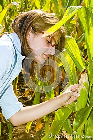 Agricultural engineer in corn field Stock Photo