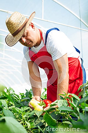 Agricultural engineer working in the greenhouse. Stock Photo